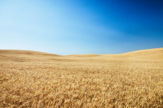 Wheat fields