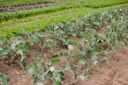 Crops in a field