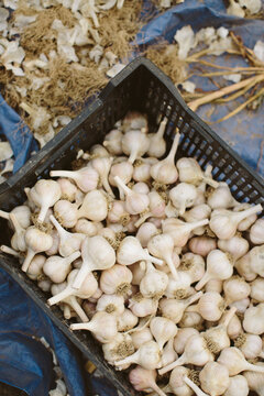 Garlic Harvest