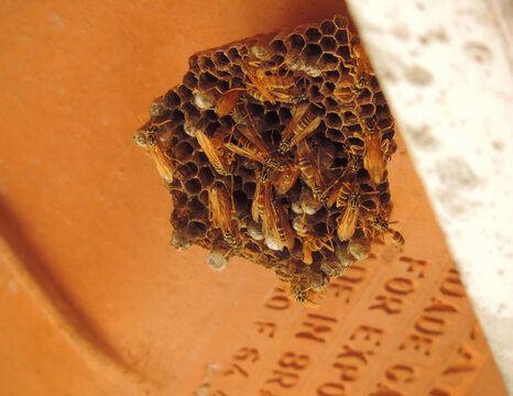 Ninho de vespas em uma telha de barro