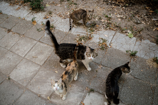 Group of stray cats in street during daytime waiting for food