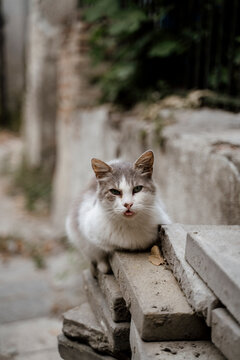 Portrait of sick stray cat on city street during daytime