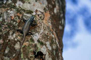 One of Scincidae lizard species. Try to blend with coconut tree color
