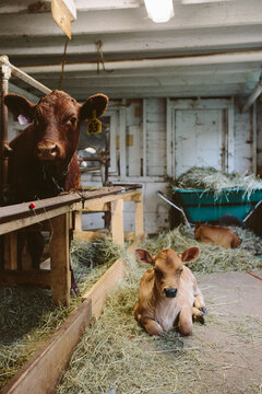 Two dairy cows in a barn