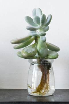 Succulent Plant growing in just water. Resilience zen concept