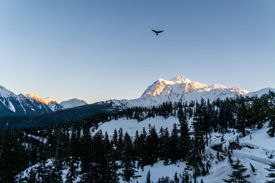 Eagle in mid-flight soaring over snow covered mountains