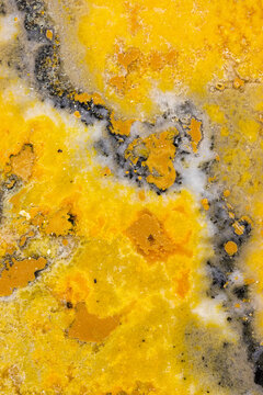 Bumblebee Jasper