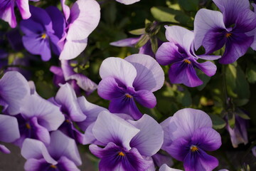 Fototapeta na wymiar 春先にきれいに咲いた紫パンジー