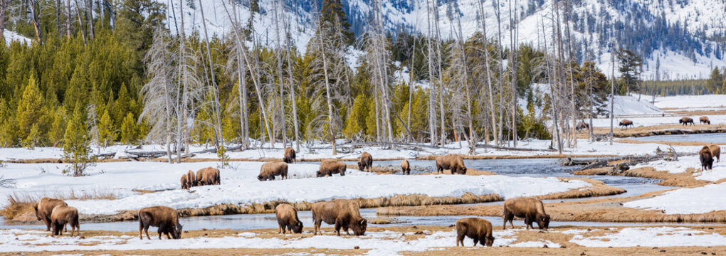 buffalo herd grazing in winter