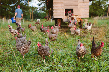 Chickens in a farmyard