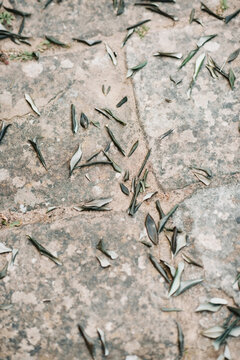 Leaf confetti on the ground
