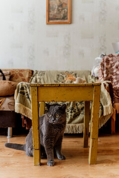 Cute British Shorthair cat on living room under old coffe table