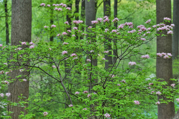Fototapeta na wymiar Azaleas in bloom, Jenkins Arboretum and Garden, Devon, Pennsylvania.