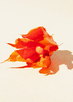 An open physalis