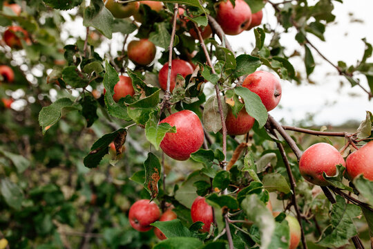 Ripe Apples on a branch