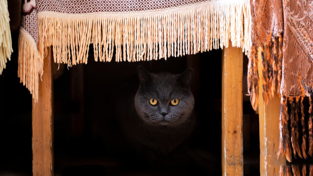 Cute British Shorthair cat on living room under couch looking at camer with wide open eyes