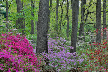 Azaleas in bloom, Jenkins Arboretum and Garden, Devon, Pennsylvania.