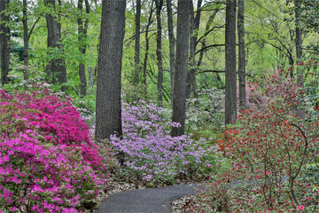 Path and azaleas in bloom, Jenkins Arboretum and Garden, Devon, Pennsylvania. - obrazy, fototapety, plakaty