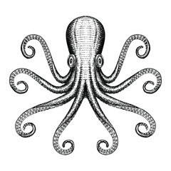 Hand drawn octopus sea monster illustration. © iadaart