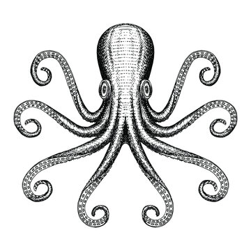 Hand drawn octopus sea monster illustration.