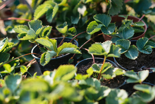Strawberry runners
