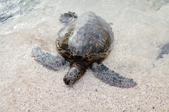Giant tortoise approaching the shore of a beach in Hawaii.