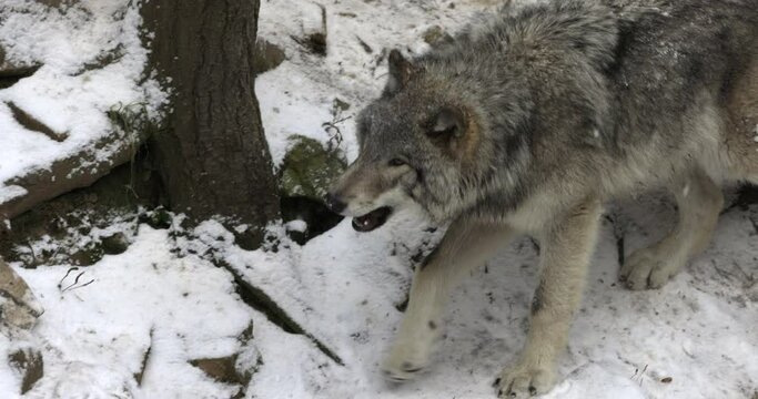 Wolf licking chops as he walks through a forest in the winter - isolated