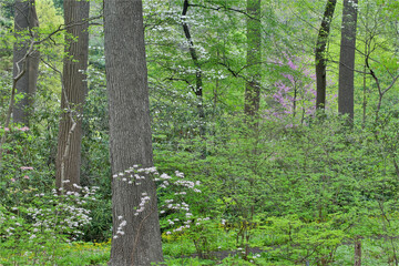 Azaleas in bloom, Jenkins Arboretum and Garden, Devon, Pennsylvania. - obrazy, fototapety, plakaty