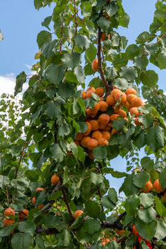 Copious Fruit on Tree