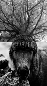 A pony horse with tree branches like hair.