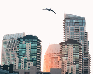 bird flying through skyscrapers in the city