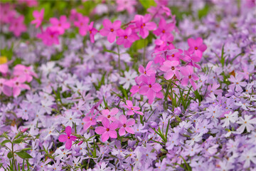 Low growing phlox, Chanticleer Garden, Wayne, Pennsylvania.