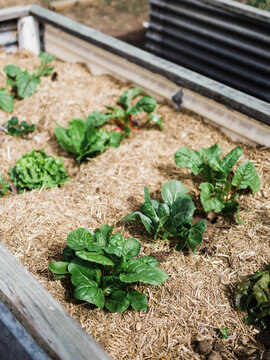 Lettuce and silverbeet