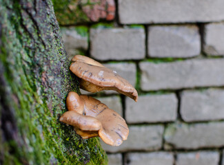 The fungus grows on a tree with a large plan.