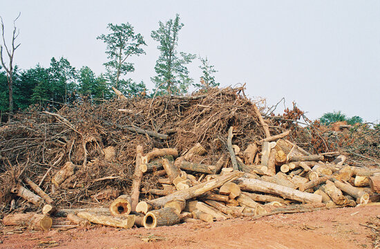 Clear cut