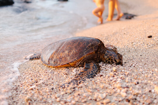 Giant tortoise lying on the beach