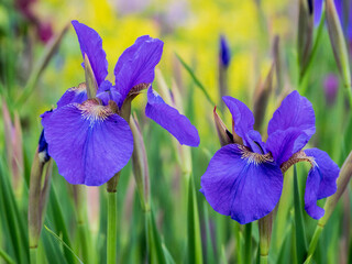 Close-up of purple iris flowers blooming outdoors.