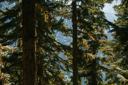 Pine Tree Forest, autumn pattern