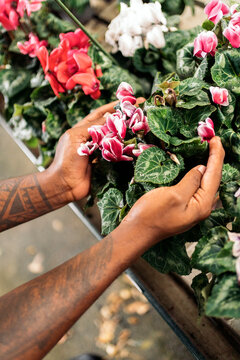 Unrecognizable man Weeding At Greenhouse