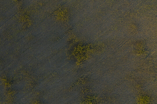 sunflower field