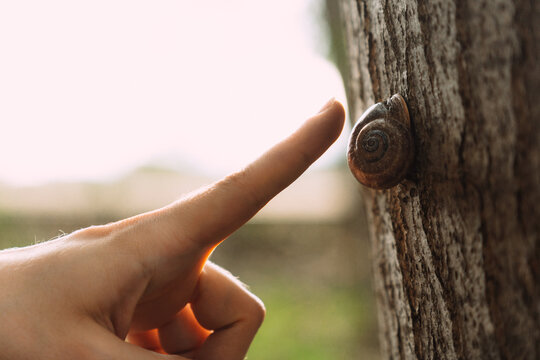 Snail on a tree