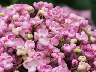 Close-up of a Hydrangea macrophylla 'Ayesha', lilac pink.