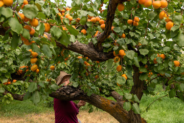 Senior Woman Picking Nectarines at Fruit Orchard