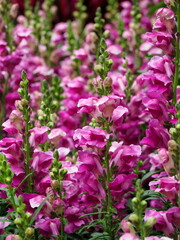 Fototapeta premium Pink foxglove blossoms.