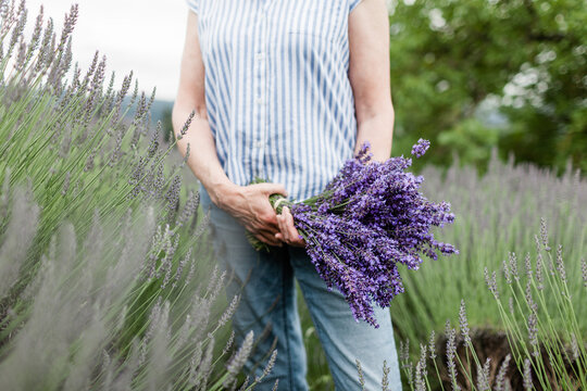 Bundle of Fresh Lavender in Oregon Lavender Fields