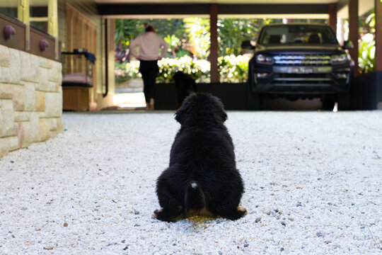 puppy weeing outside