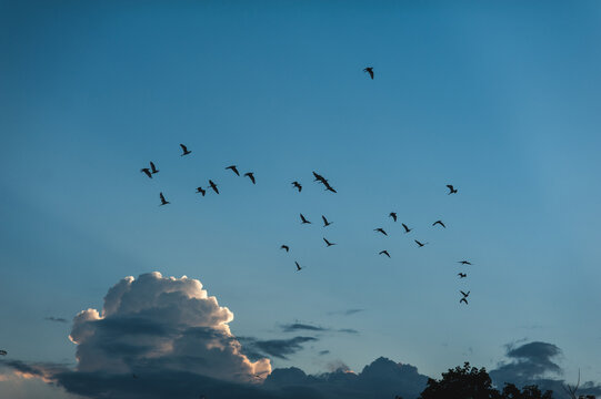 A flock of flying birds