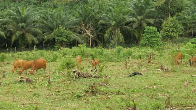 Domesticated cattle ox cow bull banteng sapi bos javanicus eating grass on field, organic beef farm