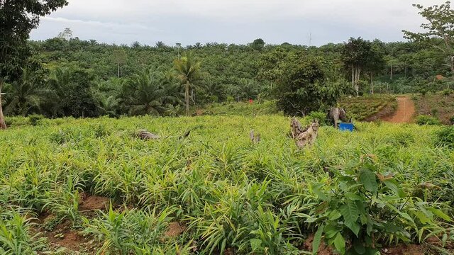 Ginger farm, organic plantation agriculture industry