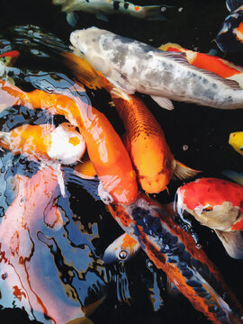 Koi Carp